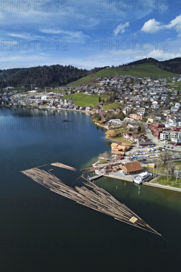 Raft of felled tree trunks at the landing stage where the trunks are pulled ashore and cut to size for loading onto the lorry, Rafting 2025, Unterägeri, Canton, Zug, Switzerland