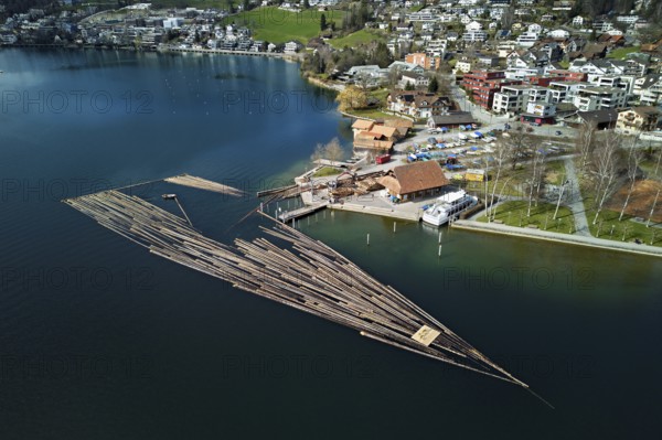 Raft of felled tree trunks at the landing stage where the trunks are pulled ashore and cut to size for loading onto the lorry, Rafting 2025, Unterägeri, Canton, Zug, Switzerland