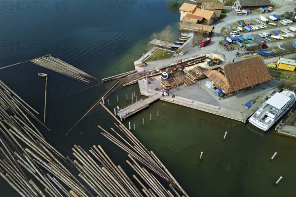 Raft of felled tree trunks at the landing stage where the trunks are pulled ashore and cut to size for loading onto the lorry, Rafting 2025, Unterägeri, Canton, Zug, Switzerland