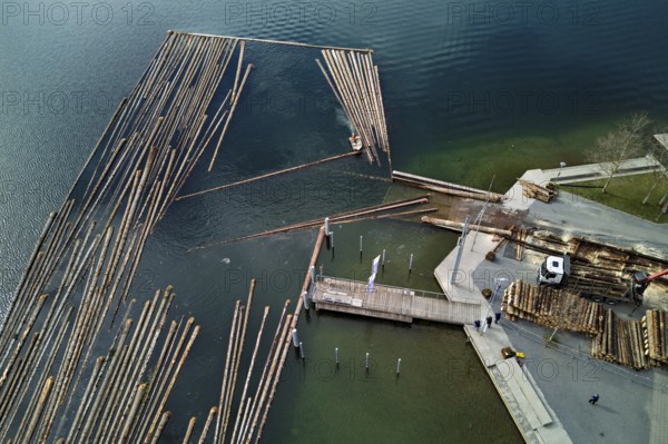 Raft of felled tree trunks at the landing stage where the trunks are pulled ashore and cut to size for loading onto the lorry, Rafting 2025, Unterägeri, Canton, Zug, Switzerland