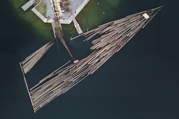 Raft of felled tree trunks at the landing stage where the trunks are pulled ashore and cut to size for loading onto the lorry, Rafting 2025, Unterägeri, Canton, Zug, Switzerland