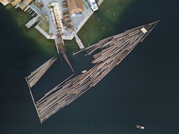 Raft of felled tree trunks at the landing stage where the trunks are pulled ashore and cut to size for loading onto the lorry, Rafting 2025, Unterägeri, Canton, Zug, Switzerland