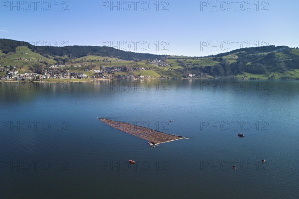 Forestry workers float a raft of felled tree trunks from the Bergmatt across the Ägerisee to the harbour, rafting 2025, Unterägeri, Canton, Zug, Switzerland