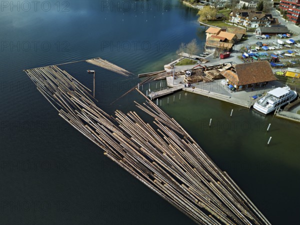 Raft of felled tree trunks at the landing stage where the trunks are pulled ashore and cut to size for loading onto the lorry, Rafting 2025, Unterägeri, Canton, Zug, Switzerland