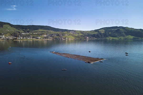 Forestry workers float a raft of felled tree trunks from the Bergmatt across the Ägerisee to the harbour, rafting 2025, Unterägeri, Canton, Zug, Switzerland