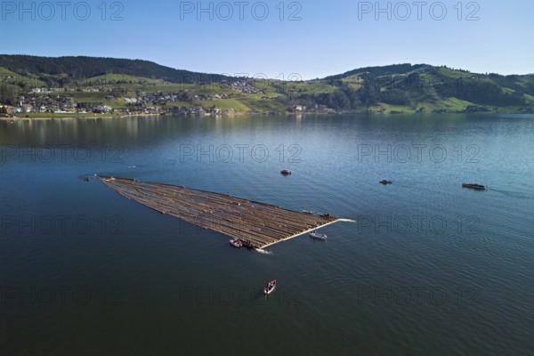 Forestry workers drive a raft of felled tree trunks from the Bergmatt across Lake Aegeri to the harbour, Rafting 2025, Unterägeri, Canton, Zug, Swiss flag in the stern of the motor vessel Brunnen underway, Lake Lucerne, Brunnen, Canton Schwyz, Switzerland
