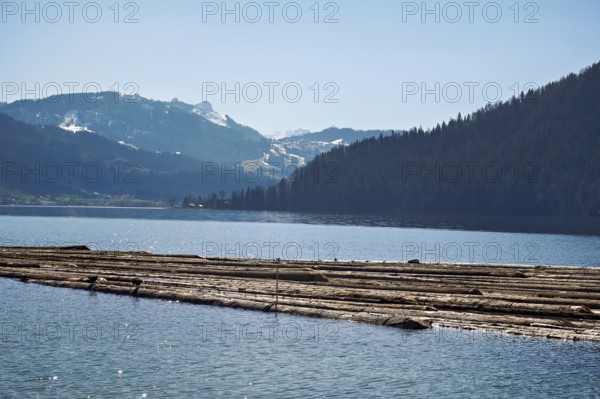 Forestry workers float a raft of felled tree trunks from the Bergmatt across the Ägerisee to the harbour, rafting 2025, Unterägeri, Canton, Zug, Switzerland