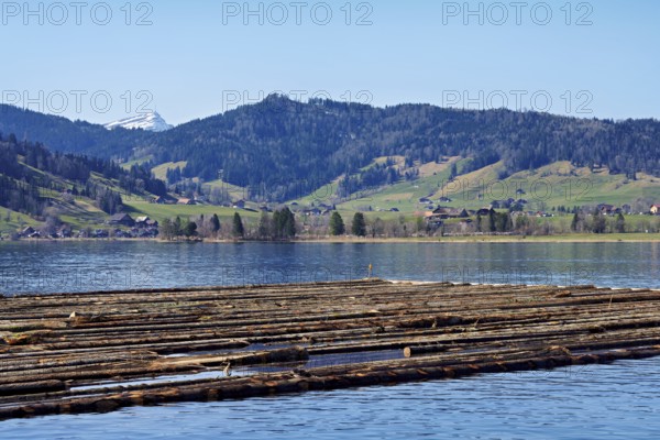 Forestry workers float a raft of felled tree trunks from the Bergmatt across the Ägerisee to the harbour, rafting 2025, Unterägeri, Canton, Zug, Switzerland
