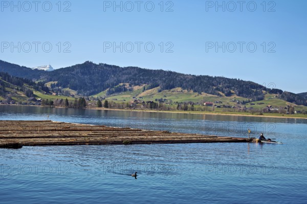 Forestry workers float a raft of felled tree trunks from the Bergmatt across the Ägerisee to the harbour, rafting 2025, Unterägeri, Canton, Zug, Switzerland