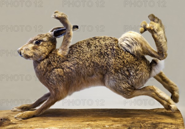 Stuffed, eight-legged hare, exhibit in the Münchhausen Museum, Münchhausen town of Bodenwerder, Weserbergland, Lower Saxony, Germany