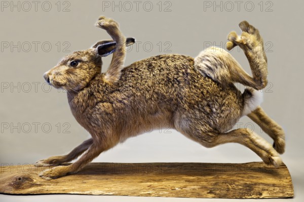 Stuffed, eight-legged hare, exhibit in the Münchhausen Museum, Münchhausen town of Bodenwerder, Weserbergland, Lower Saxony, Germany
