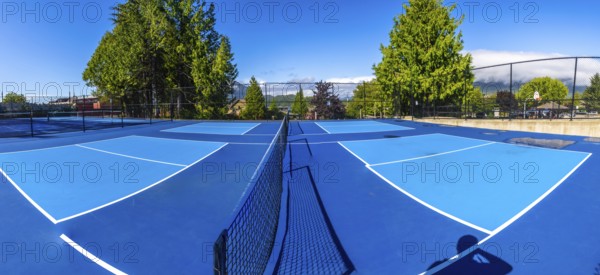 Four empty pickleball courts with blue surfaces and white lines are ready for players on a sunny day, surrounded by trees and a fence, with a basketball hoop in the background