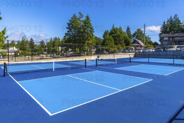 Four vibrant blue pickleball courts, featuring nets and white lines, sit empty under a clear blue sky, surrounded by trees and parked cars in a popular recreational area