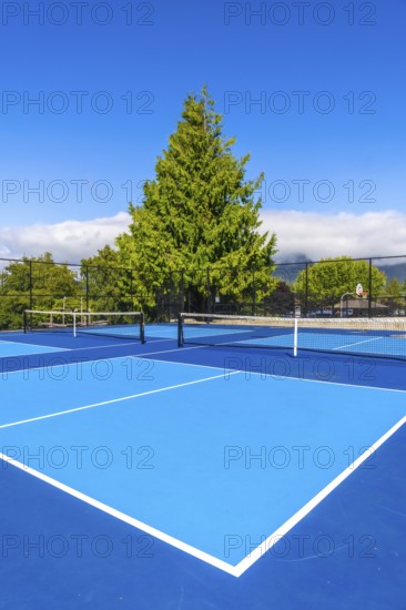 Two vibrant blue pickleball courts are bathed in sunlight on a beautiful day, complete with nets, white lines, and a backdrop of lush green trees against a clear blue sky
