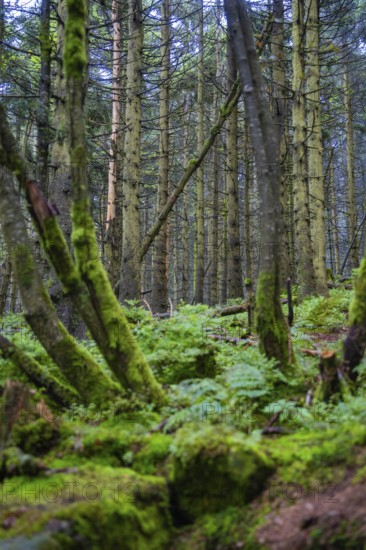 Dense forest with moss and tall trees forming a wild and green landscape, Mummelsee, Seebach, Ortenau district, Black Forest, Germany