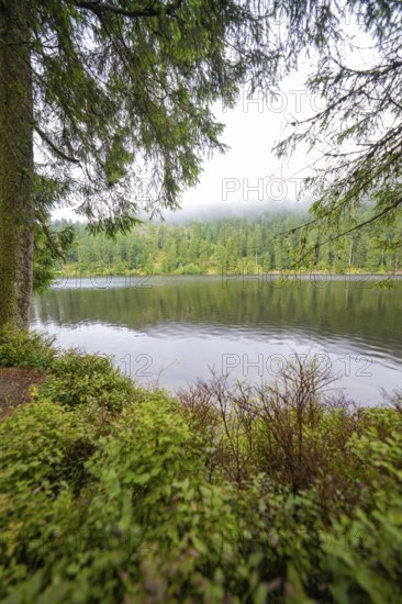 A misty lake surrounded by dense green vegetation and forests, Mummelsee, Seebach, Ortenau district, Black Forest, Germany
