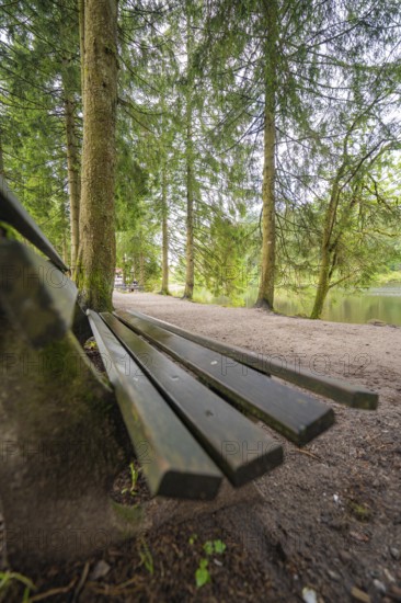 Wooden bench in a quiet wooded area, surrounded by tall trees, Mummelsee, Seebach, Ortenau district, Black Forest, Germany