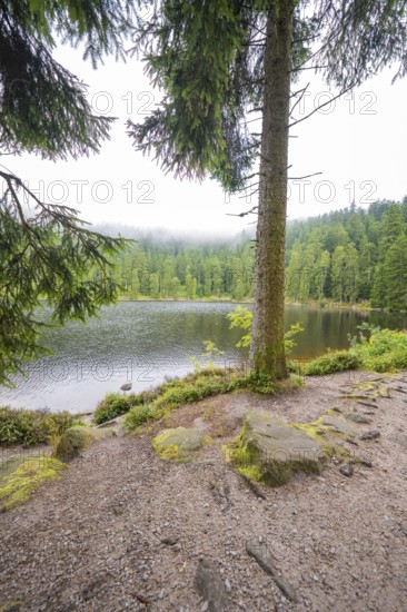 A lake surrounded by forests and mist offers a peaceful atmosphere, Mummelsee, Seebach, Ortenau district, Black Forest, Germany