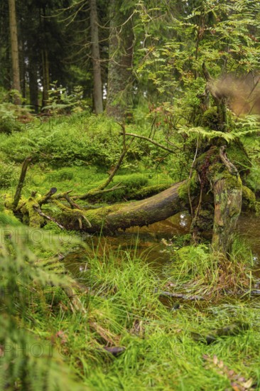 A fallen tree stump covered with moss in a dense forest, Mummelsee, Seebach, Ortenau district, Black Forest, Germany