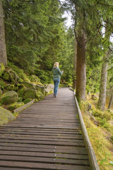 A person on a wooden path in the forest, surrounded by tall, green trees, Mummelsee, Seebach, Ortenau district, Black Forest, Germany