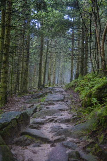A stony path winds its way through a densely wooded and mystical forest, Mummelsee, Seebach, Ortenau district, Black Forest, Germany