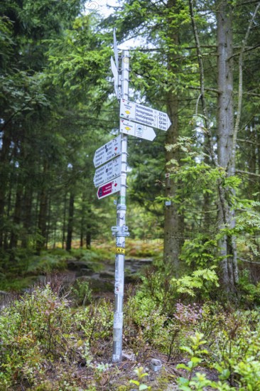 A signpost with several signs stands in a dense forest for orientation, Mummelsee, Seebach, Ortenau district, Black Forest, Germany