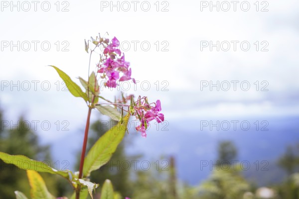 Close-up of a pink flower against a blurred background of mountains and sky, Mummelsee, Seebach, Ortenau district, Black Forest, Germany