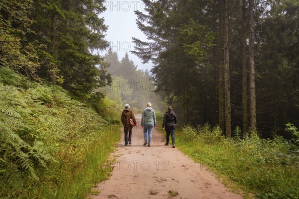 Three people walking on a forest path between tall trees in a relaxed atmosphere, Mummelsee, Seebach, Ortenau district, Black Forest, Germany