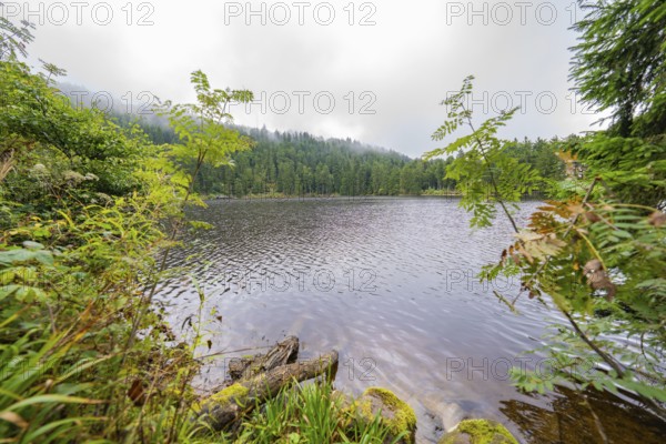 Misty lake surrounded by dense forest and lush vegetation, Mummelsee, Seebach, Ortenau district, Black Forest, Germany