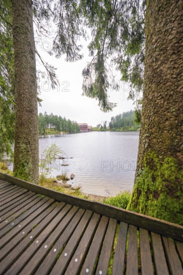 A wooden path along a lake, framed by two trees, Mummelsee, Seebach, Ortenau district, Black Forest, Germany