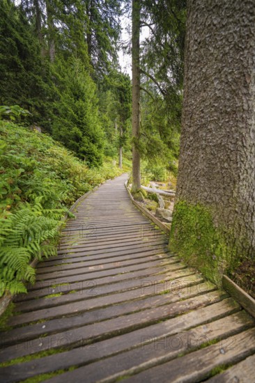 Narrow wooden path through a green forest with tall trees, Mummelsee, Seebach, Ortenau district, Black Forest, Germany