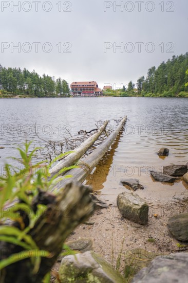Tree trunks protruding into a lake, with a building in the background, Mummelsee, Seebach, Ortenau district, Black Forest, Germany