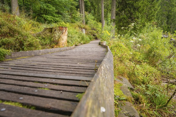 A wooden path in the forest with surrounding trees and plants, Mummelsee, Seebach, Ortenau District, Black Forest, Germany