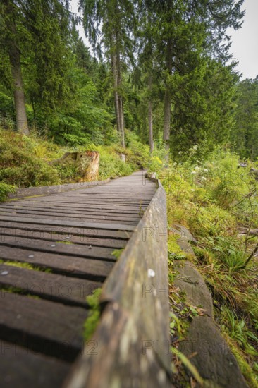 A wooden path winds its way through a dense, green forest, Mummelsee, Seebach, Ortenau district, Black Forest, Germany