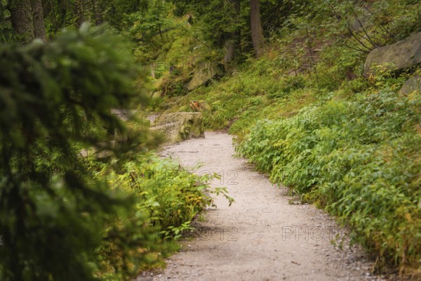 Forest path lined with dense green vegetation, Mummelsee, Seebach, Ortenau district, Black Forest, Germany