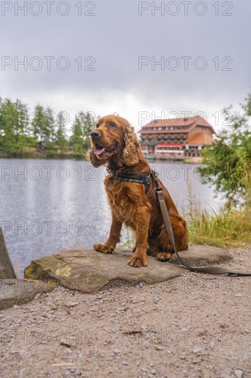Sitting dog at the lake with building in the background, Mummelsee, Seebach, Ortenau district, Black Forest, Germany