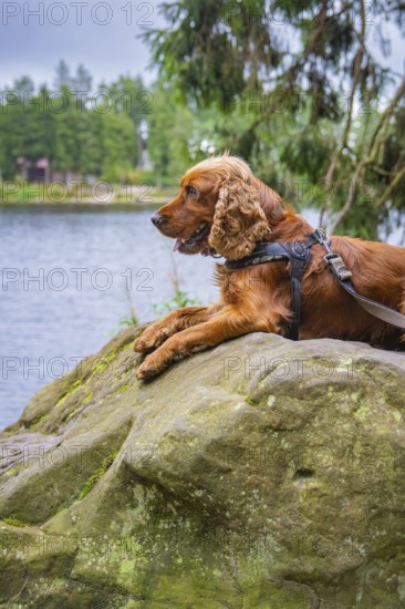 A brown dog lies on a rock overlooking a lake in a forest setting, Mummelsee, Seebach, Ortenau District, Black Forest, Germany