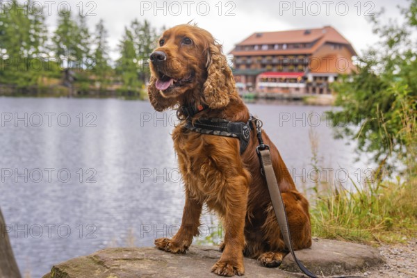 Dog on the shore with building in the background, surrounded by nature, Mummelsee, Seebach, Ortenau district, Black Forest, Germany