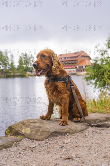 Dog at the lake in front of a building, surrounded by green nature, Mummelsee, Seebach, Ortenau district, Black Forest, Germany