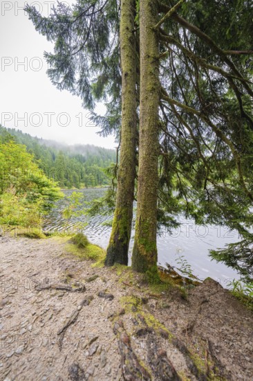 Two trees on the shore of a lake, surrounded by forest, Mummelsee, Seebach, Ortenau district, Black Forest, Germany