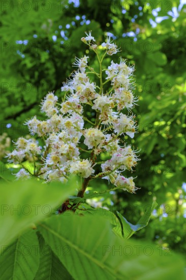Flowering horse chestnut