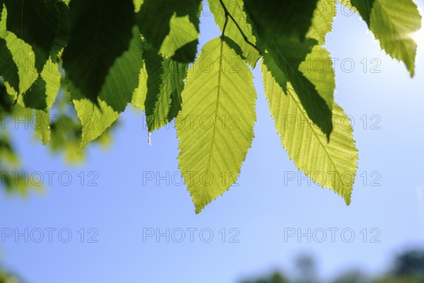 Hornbeam leaves in spring