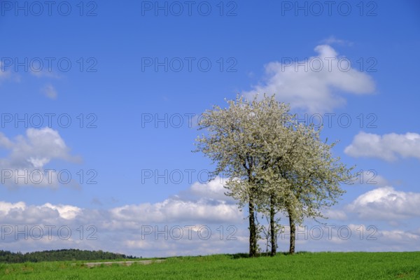 Kleinaign near Furth im Wald, Bavarian Forest, Upper Palatinate, Bavaria, Germany