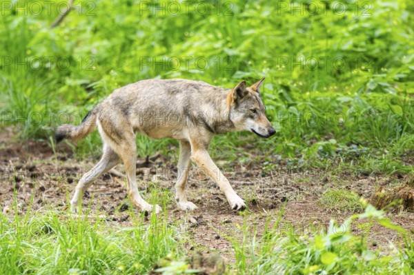 Eurasian wolf (Canis lupus lupus) walking in a forest, Hesse, Germany