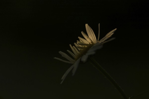 Oxeye daisy (Leucanthemum vulgare) single flower in summer, England, United Kingdom