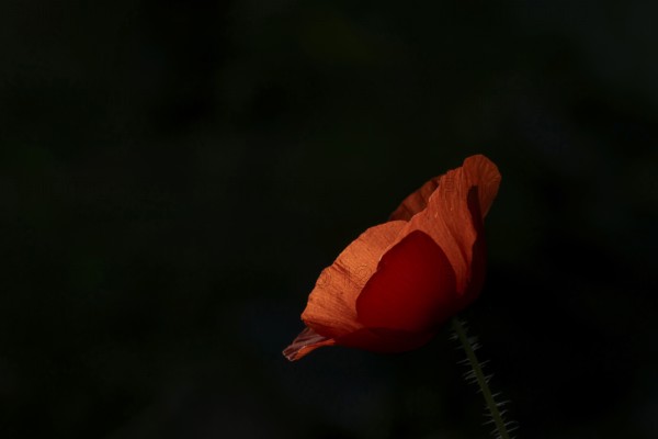 Common field poppy (Papaver rhoeas) single flower in summer, England, United Kingdom