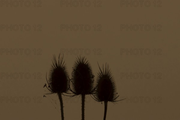 Teasel (Dipsacus fullonum) three seed heads at sunset, England, United Kingdom