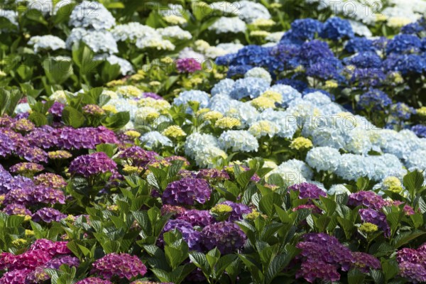 Hydrangea flowers in a garden, England, United Kingdom