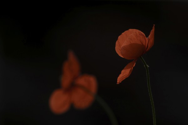 Common field poppy (Papaver rhoeas) flowers in summer, England, United Kingdom