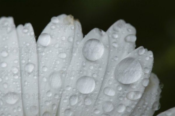 Oxeye daisy (Leucanthemum vulgare) single flower in summer with water droplets, England, United Kingdom